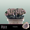 Rose Paladio