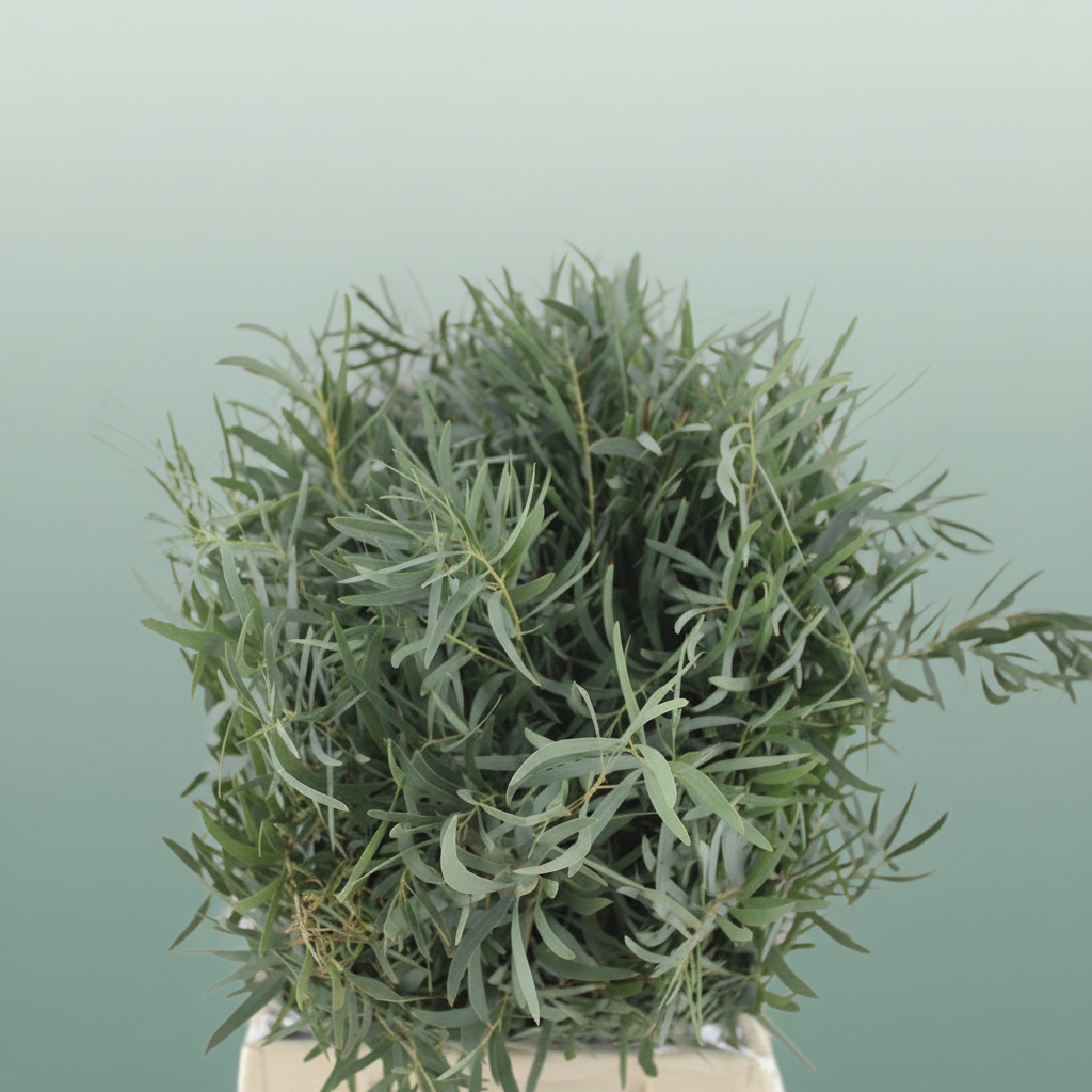 Eucalyptus Nicollii