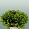 Arbutus Vertakt