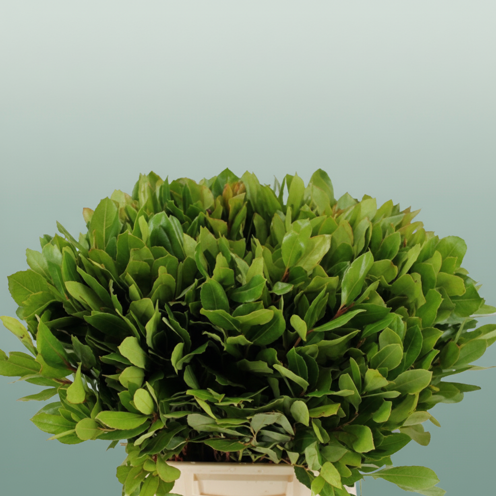 Arbutus Vertakt