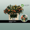 Euphorbia Mixed