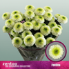 Chrysanthemum Spray Fontina Lime