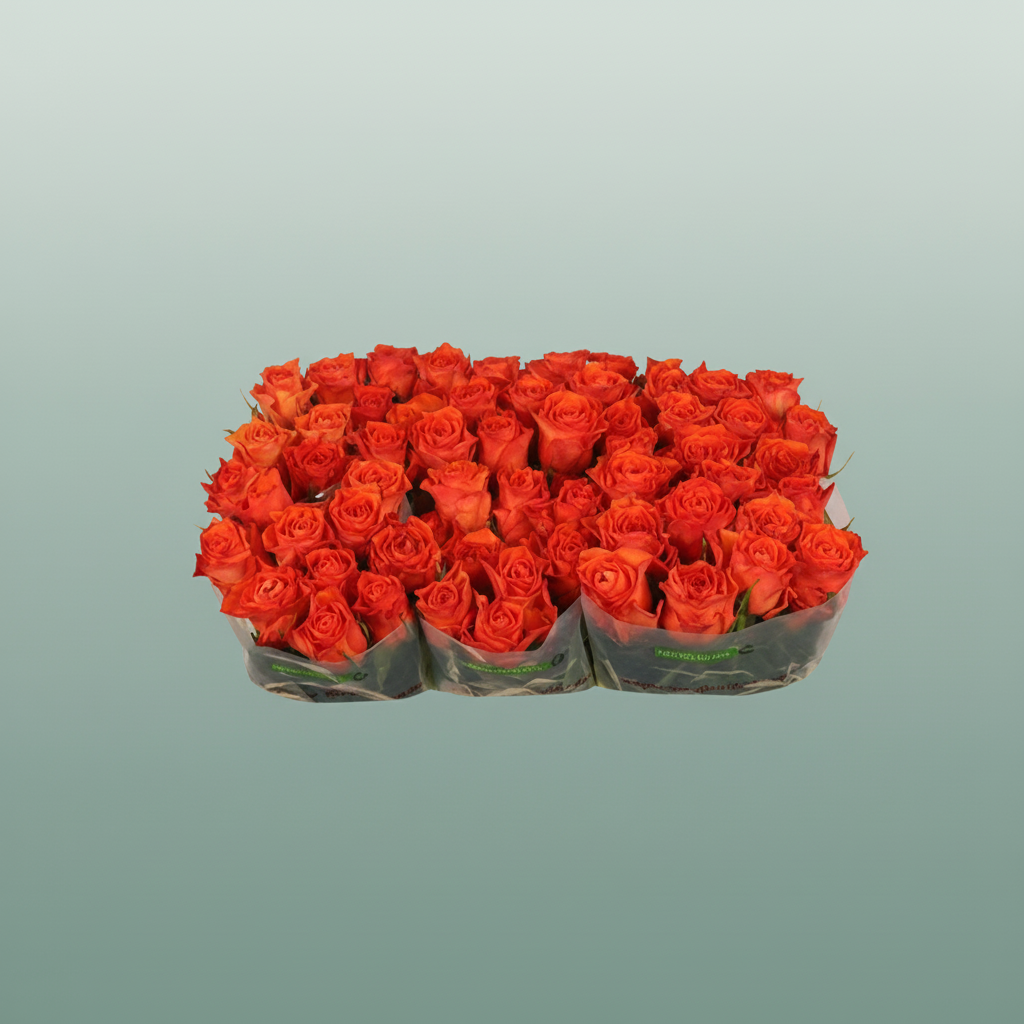 Rose Orange Wave