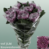 Chrysanthemum G Deko Gilb L Purple