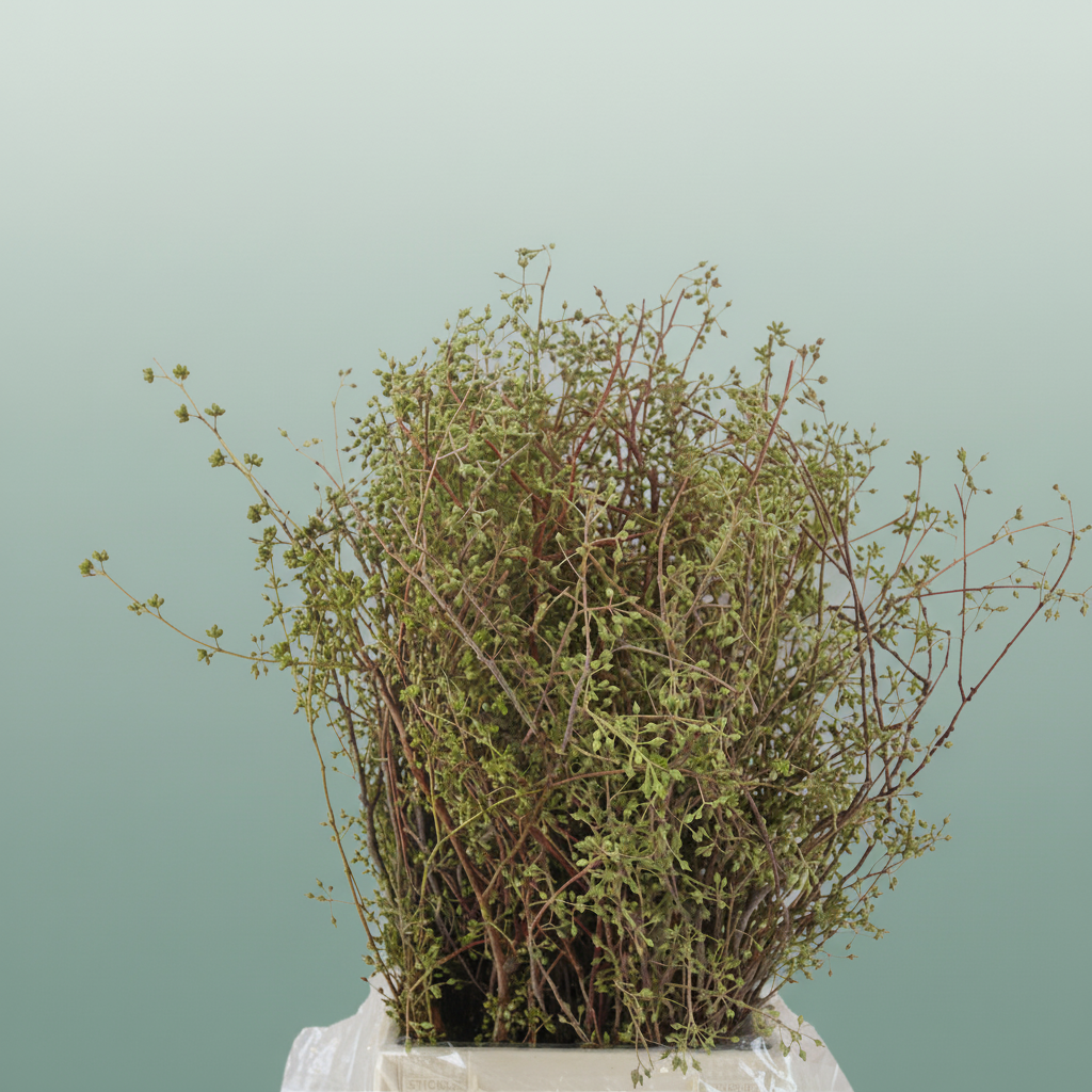 Eucalyptus Exotica