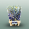 Delphinium Blue Shades