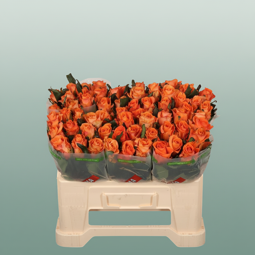 Rose On Fire