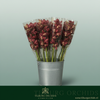 Orchid Cymbidium Priwine
