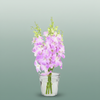 Orchid Dendro ovely Pink