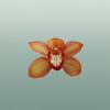 Orchid Cymbidium Oranj Holland