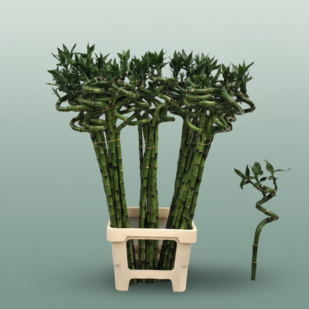Bamboo