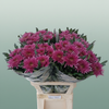 Chrysanthemum G Dyed Tula Purple