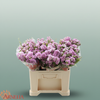Waxflower Giselle