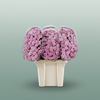 Chrysanthemum Santini Miller Pearl
