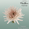 Chrysanthemum G Dyed Topspin Dusty Caramel