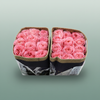 Rose Pink Xpression