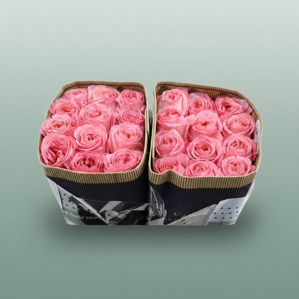 Rose Pink Xpression