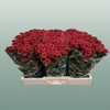 Chrysanthemum Santini Tammy Red