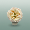 Rose Monet