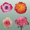 Rose Mixbox Bicolor