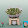 Tulip Neglige