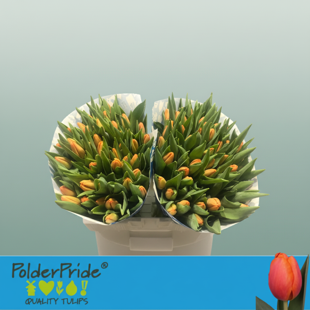 Tulip Time Out