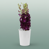 Orchid Dendro Red Bule