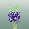 Orchid Dendro Gal Blue Paint