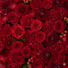 Wholesalers Choice Red