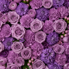 Wholesalers Choice Lilac/Purple