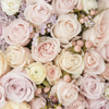 Wholesalers Choice Pastel