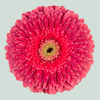 Gerbera Big Sija (15 Stems)