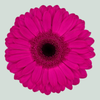 Gerbera Bon Dia (15 Stems)