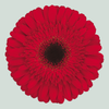 Gerbera Dynamic (15 Stems)