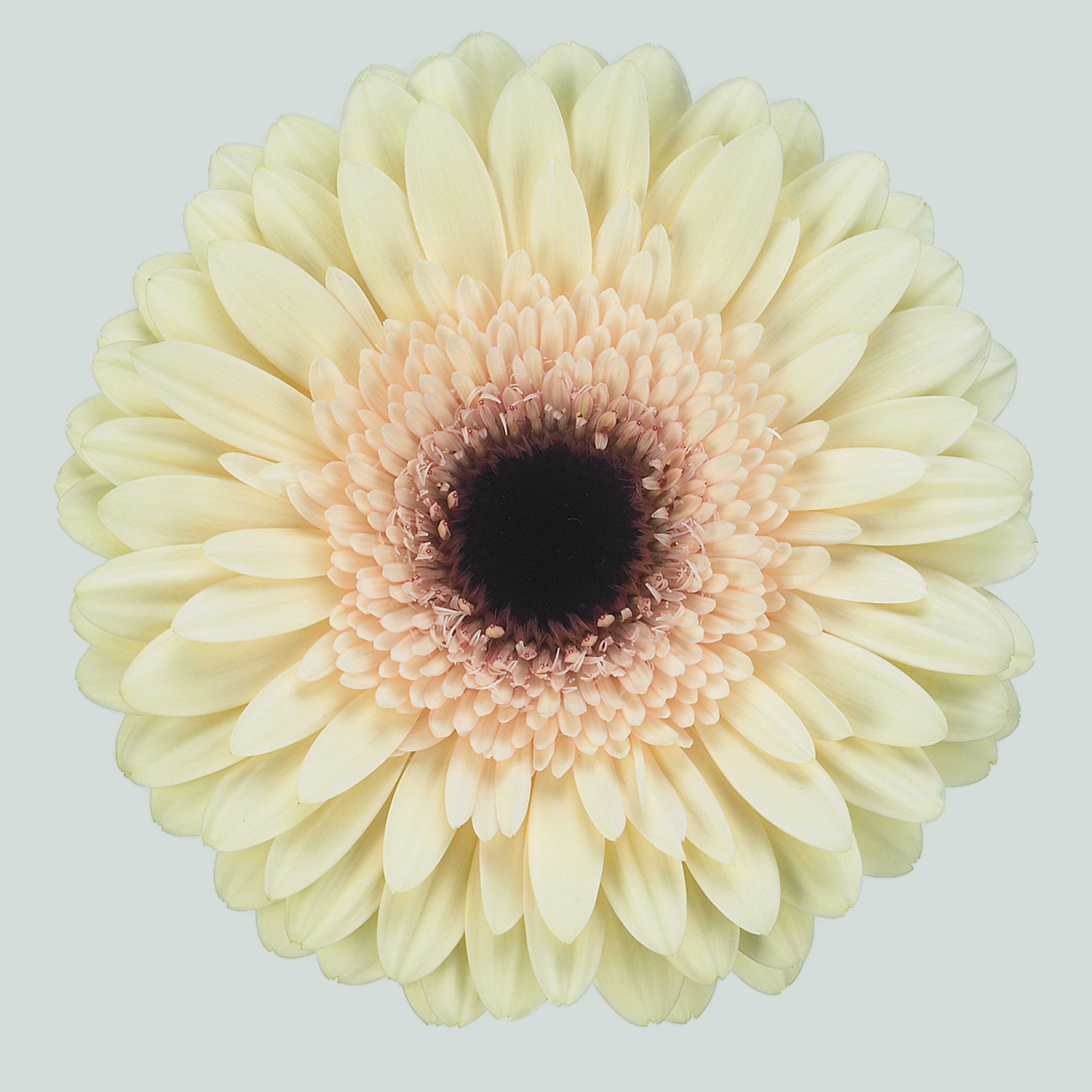 Gerbera Eclair (15 Stems)