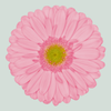Gerbera Evi (15 Stems)