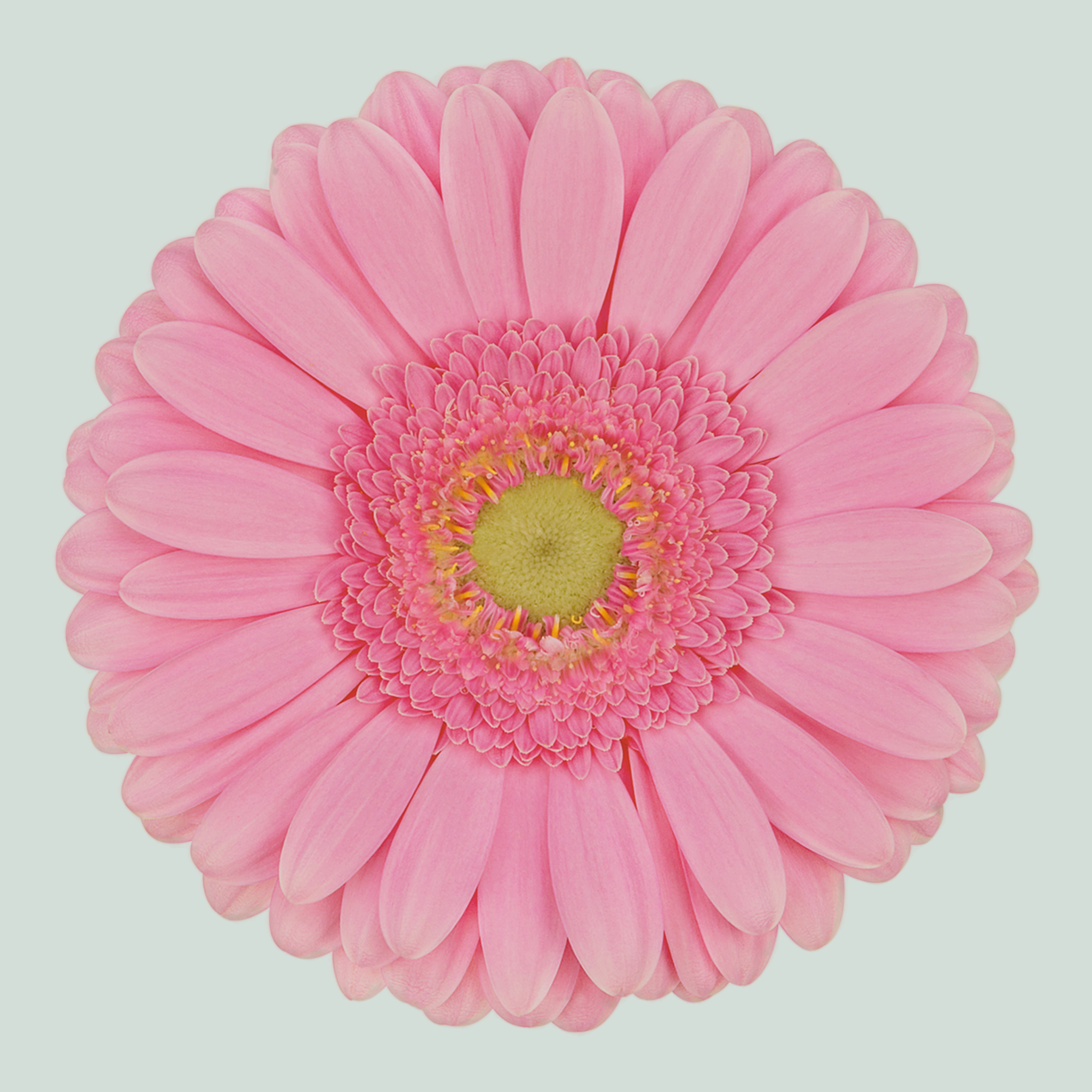 Gerbera Glossy (15 Stems)