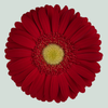 Gerbera Irene (15 Stems)