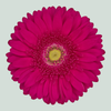 Gerbera Riley (15 Stems)
