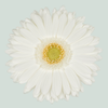 Gerbera Romance (15 Stems)