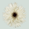 Gerbera Garden Ghost (15 Stems)