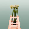 Agapanthus Gletsjer (10 Stems)