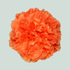Carnation Standard Hermes Orange (20 Stems)