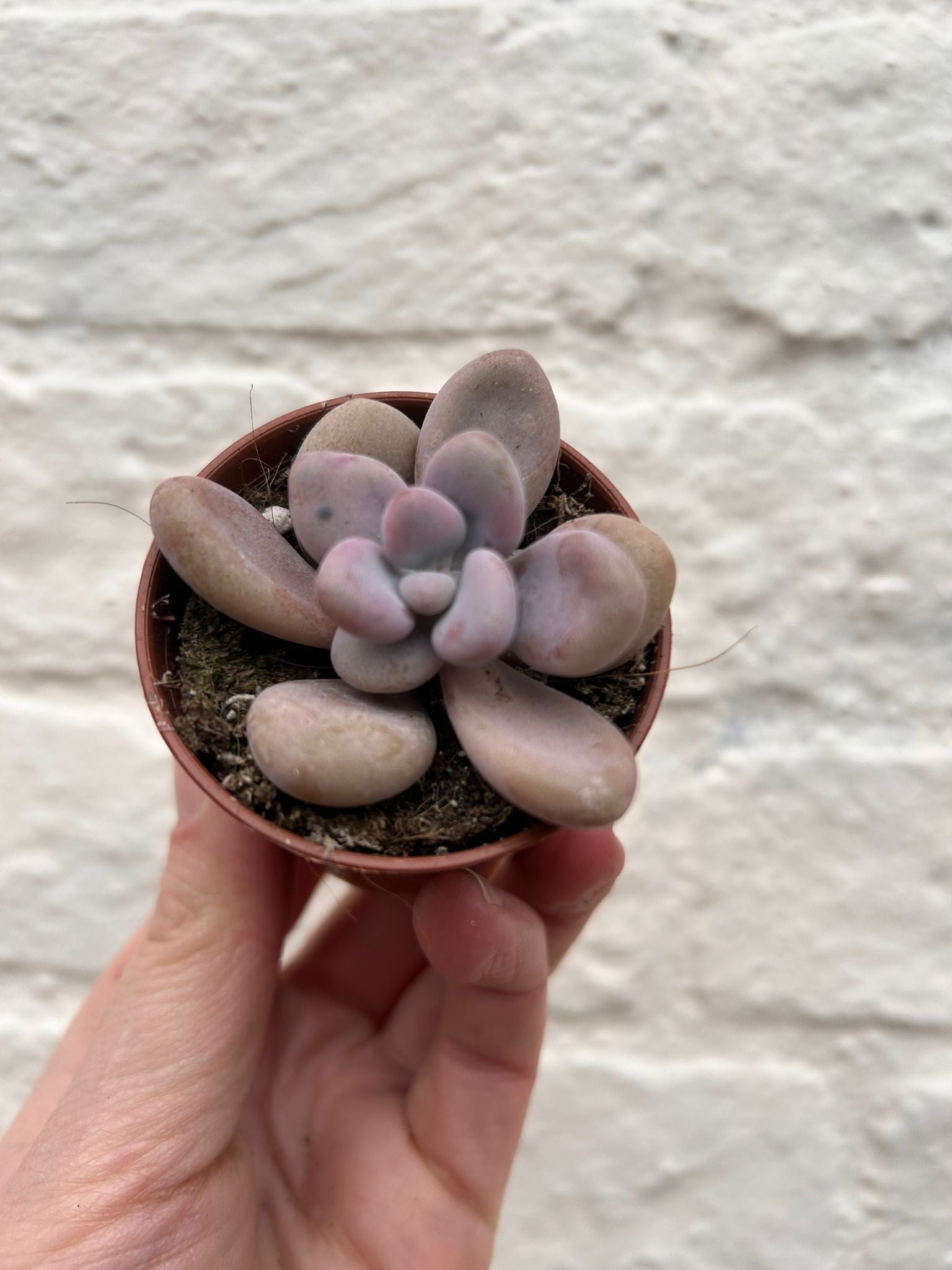 Pachyphytum oviferum 'Moonstones'