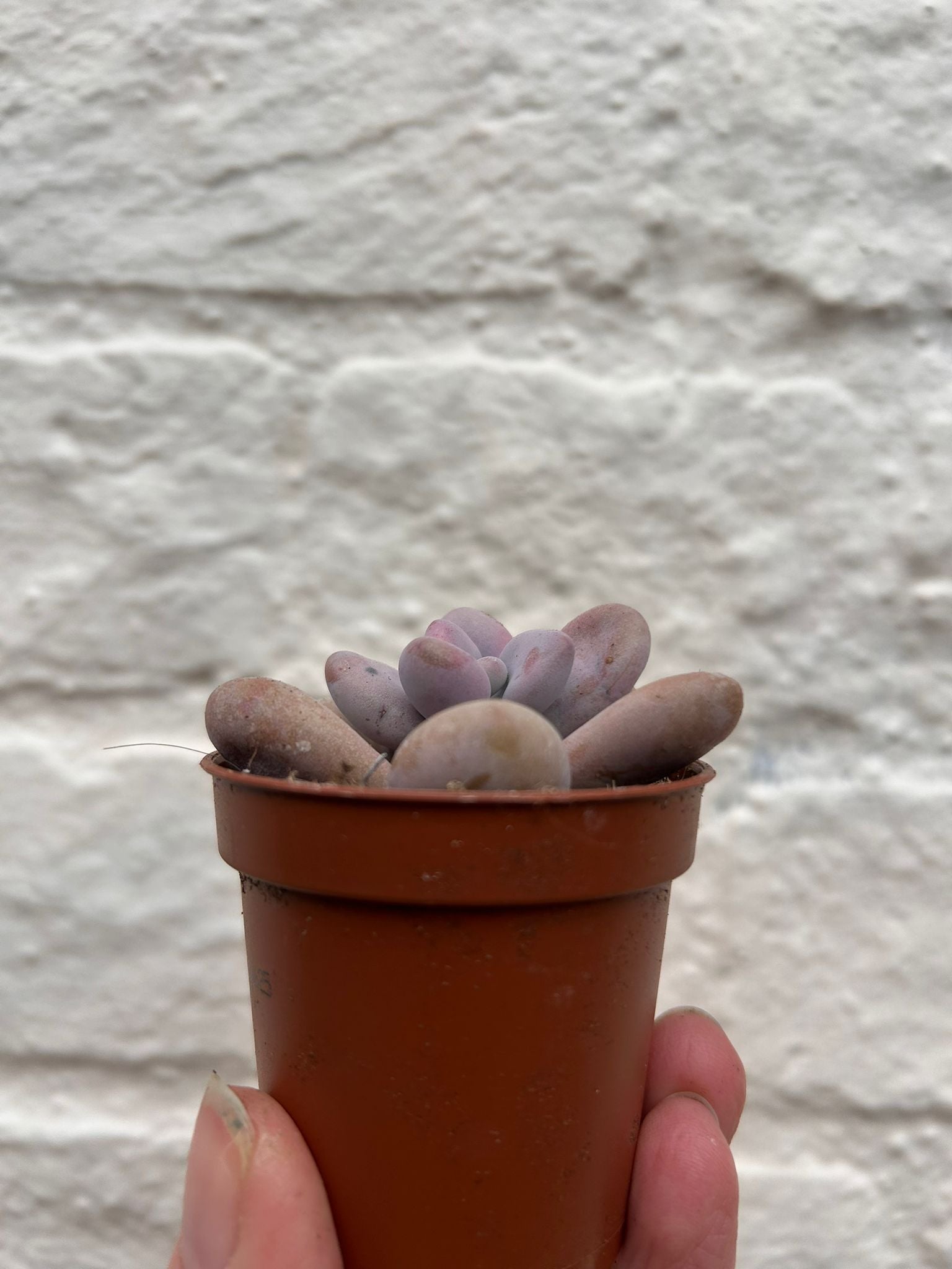 Pachyphytum oviferum 'Moonstones'