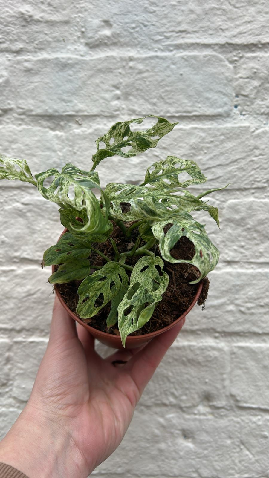 Monstera adansonii 'Frozen Freckles' (Variegated Monkey Mask)