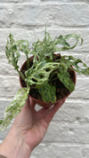 Monstera adansonii 'Frozen Freckles' (Variegated Monkey Mask)
