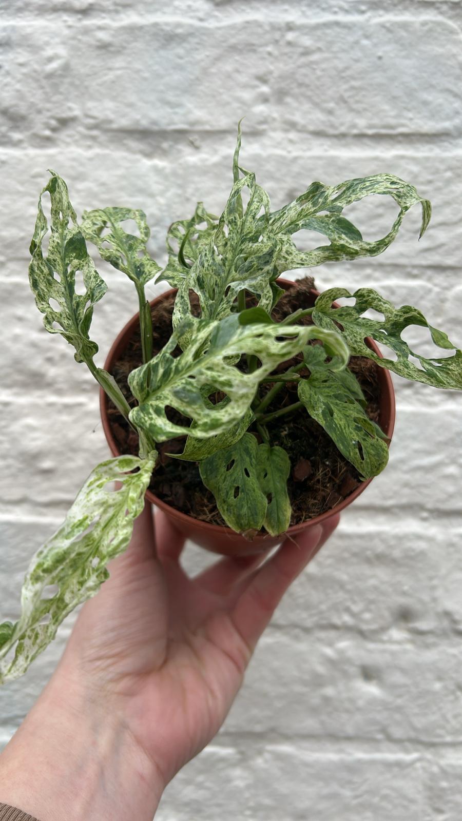 Monstera adansonii 'Frozen Freckles' (Variegated Monkey Mask)
