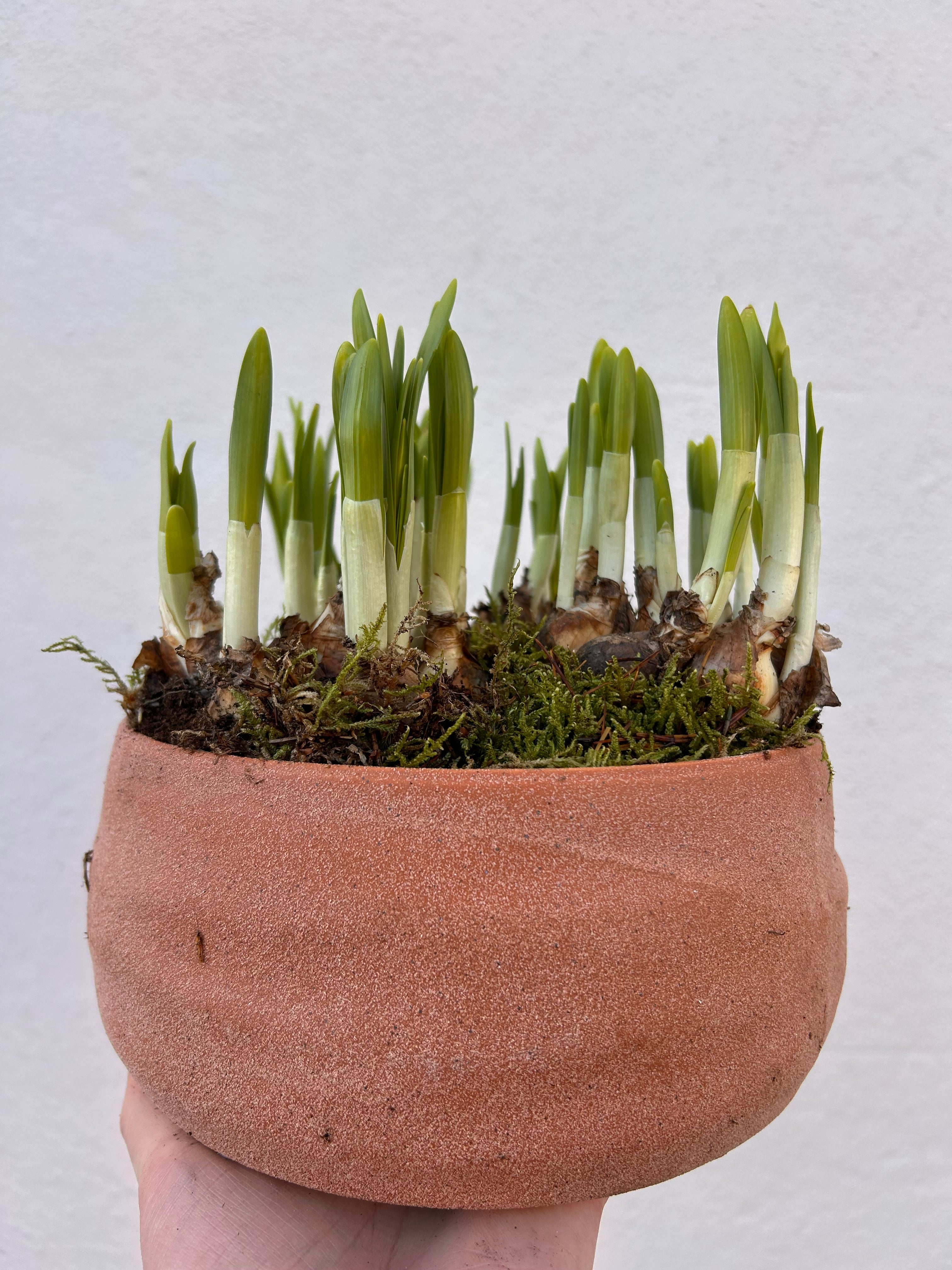 Planted bulbs in different vessels  - ideal for mothers day. Indoor/outdoor