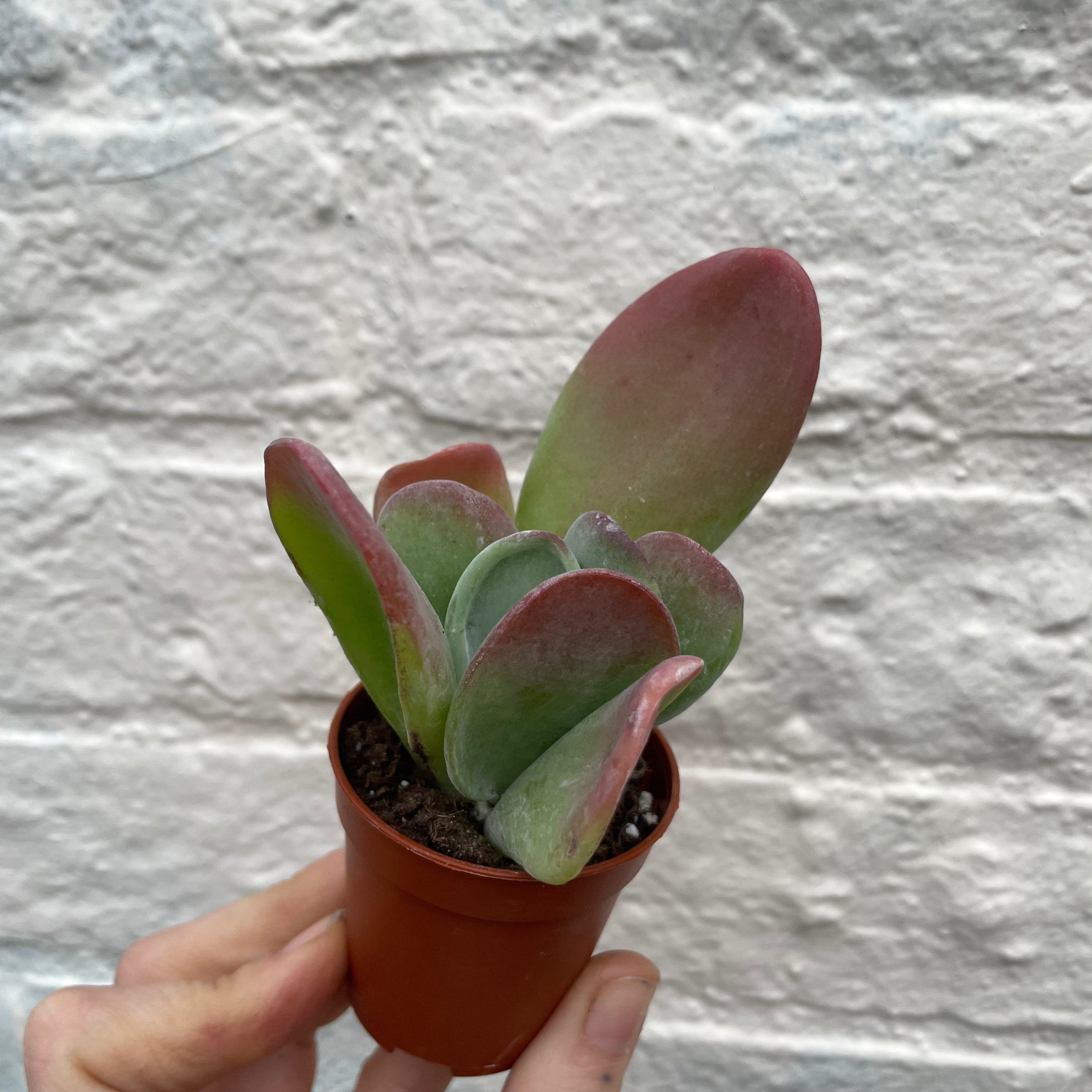 Kalanchoe luciae 'Oricula' (Paddle Plant)